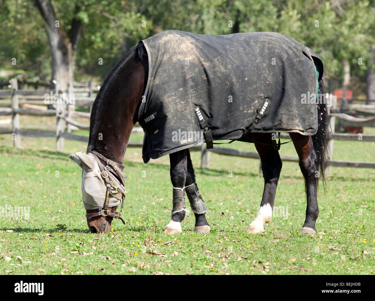 Un cavallo al pascolo in un recintato in prato. Il cavallo è indossando un gor-tex coperta di cavallo e un occhio e una protezione per le orecchie. Foto Stock