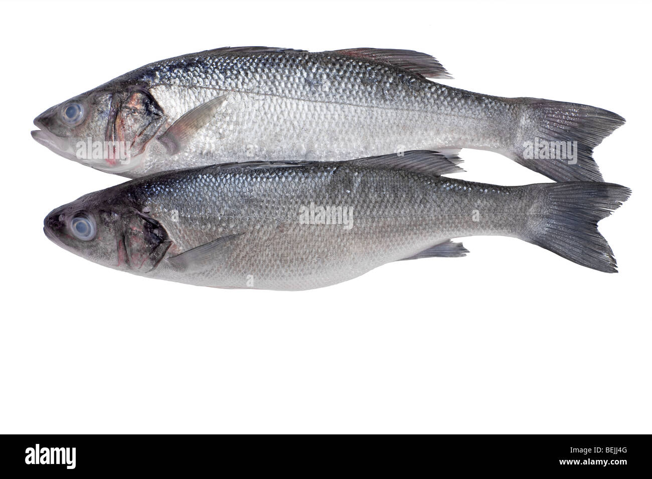 Close-up di due spigola pesce isolato su bianco Foto Stock