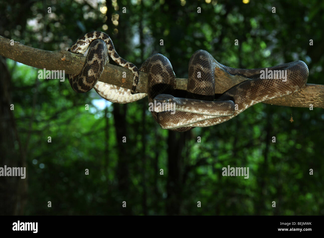 Scalata ruvida python, captive Foto Stock