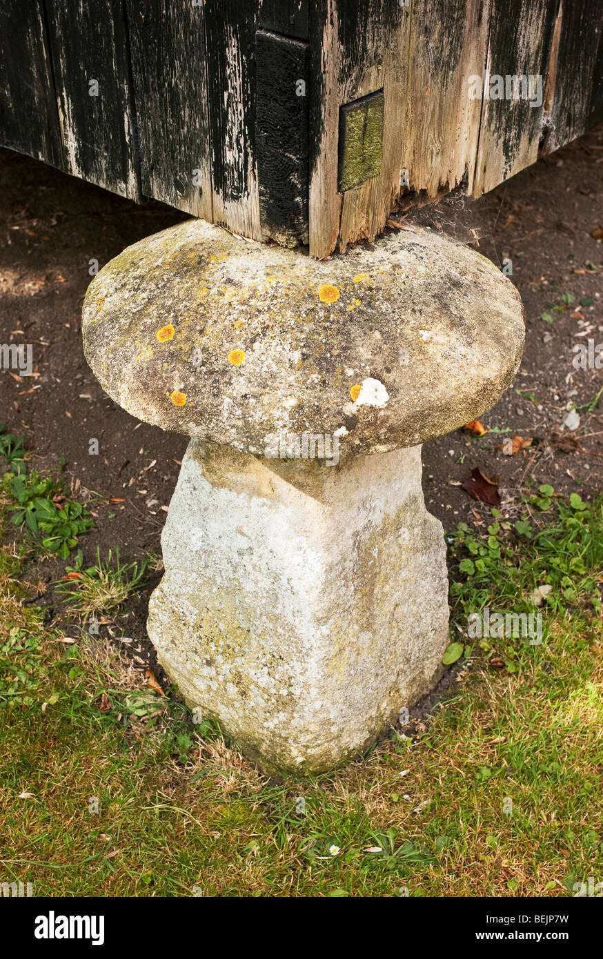 Vecchia pietra staddle in Glastonbury Somerset REGNO UNITO Foto Stock