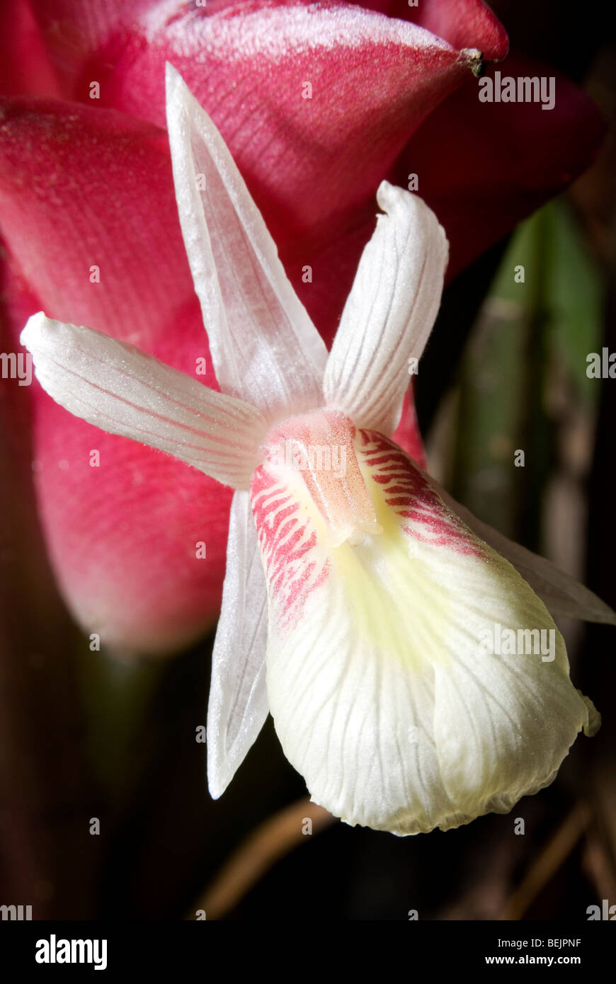 Close-up di fiori selvatici Foto Stock
