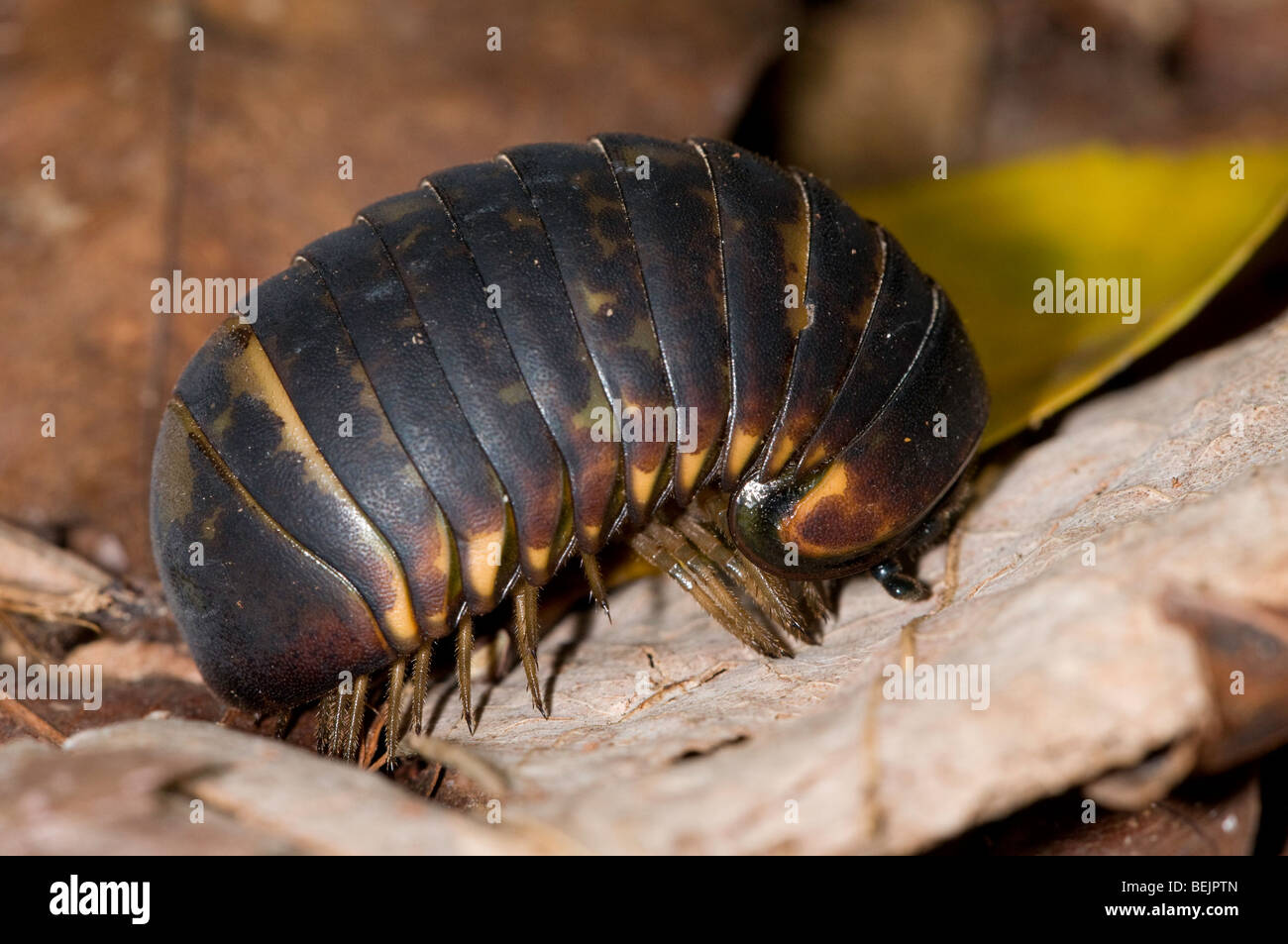 Pillola millepede (Glomeris connexa), Borneo Foto Stock