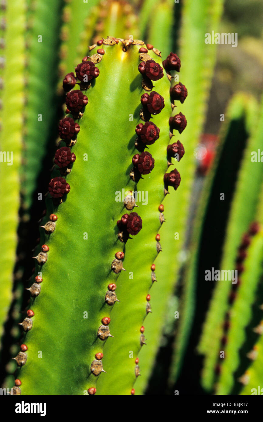 Dettaglio dei germogli, Euphorbia canariensis, Teno district, Tenerife, Isole Canarie, Spagna Foto Stock
