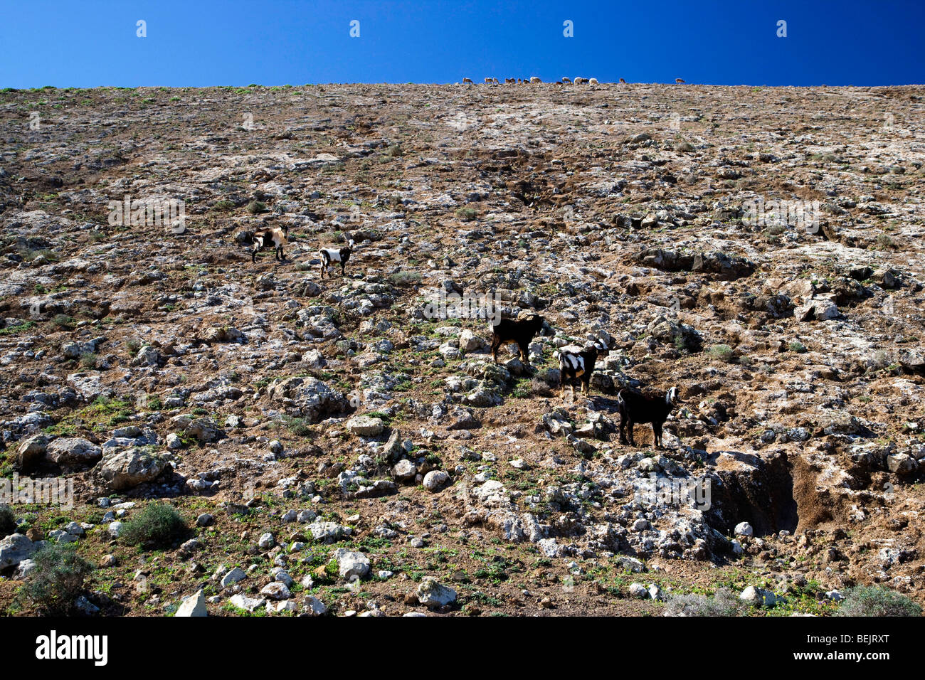 Capre sulle pendici della Caldera Montaï¿½a Blanca, i vulcani del Parco Naturale, Lanzarote, Isole Canarie, Spagna, Europa Foto Stock