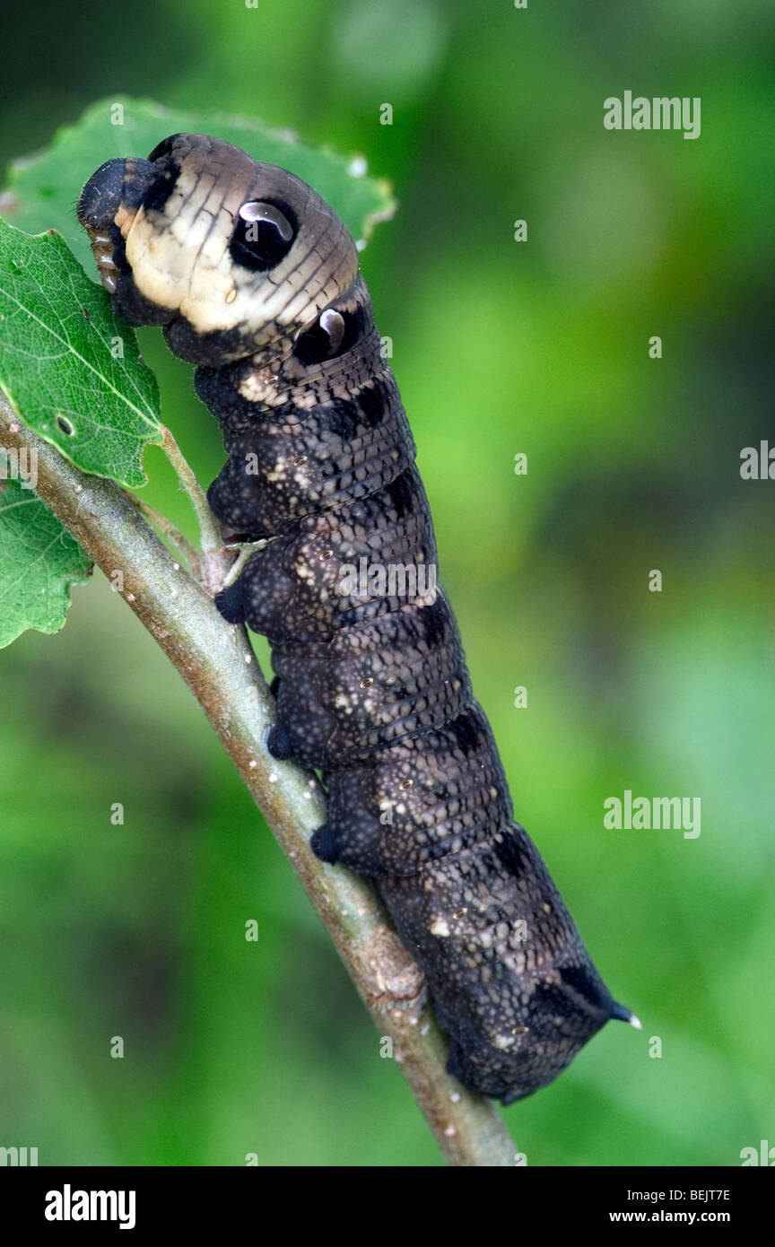 Elephant hawk moth caterpillar (Deilephila elpenor) mangiare le foglie da bush Foto Stock