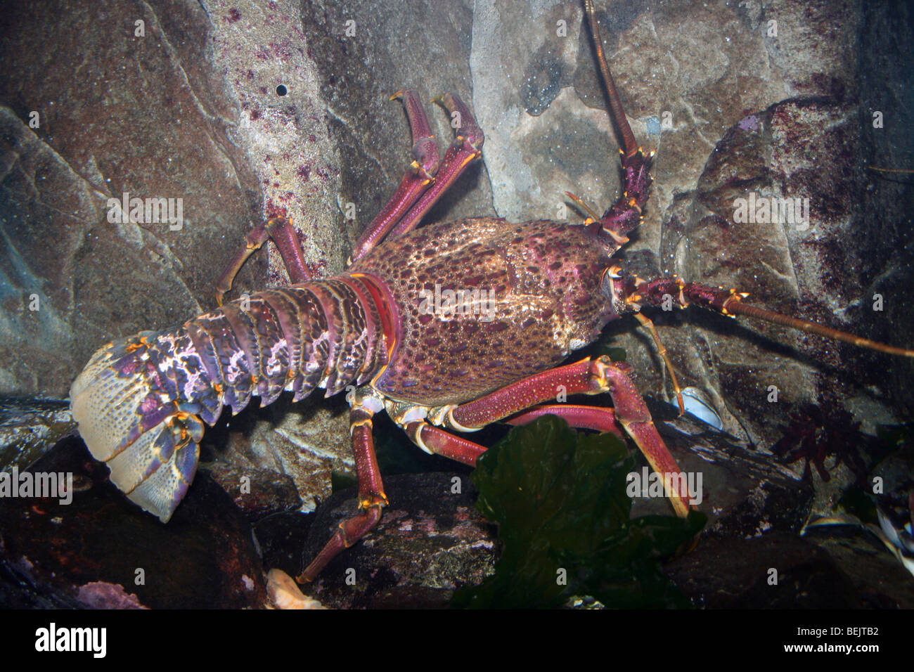 West Coast Rock Lobster Jasus lalandii prese a Two Oceans Aquarium e Cape Town, Sud Africa Foto Stock