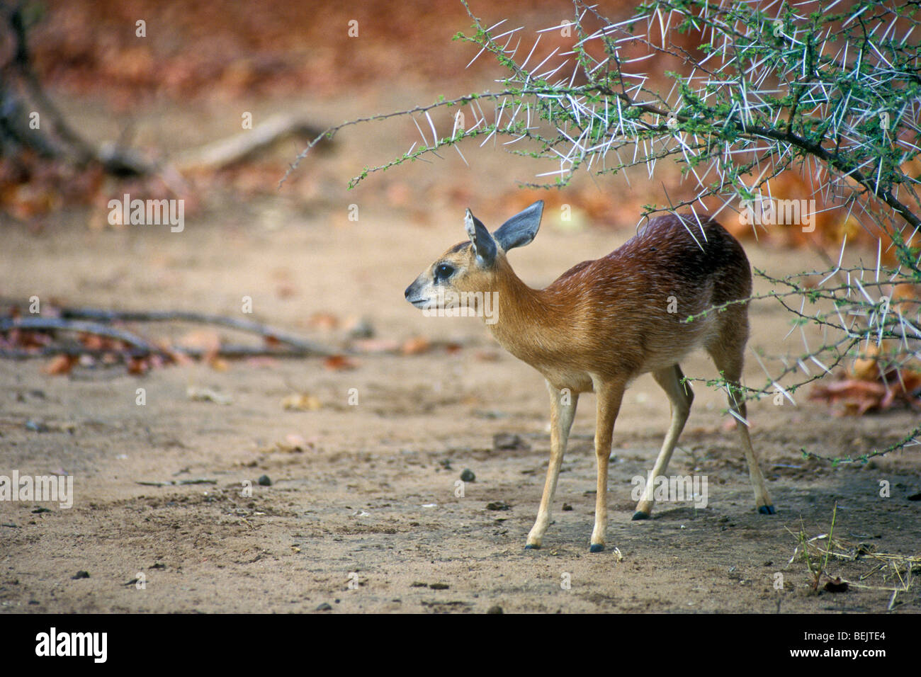 Sharpe's grysbok (Raphicerus sharpei) sotto thorn bush, il Parco Nazionale Kruger, Sud Africa Foto Stock