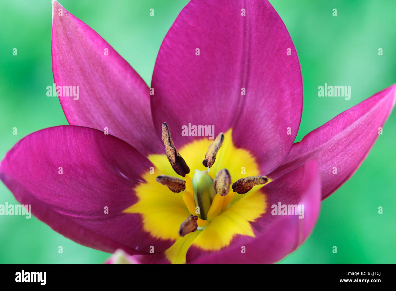 Tulipa humilis 'Perla persiano" (Tulip) Varie Gruppo Foto Stock