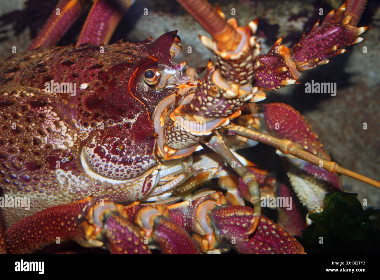 West Coast Rock Lobster Jasus lalandii prese a Two Oceans Aquarium e Cape Town, Sud Africa Foto Stock