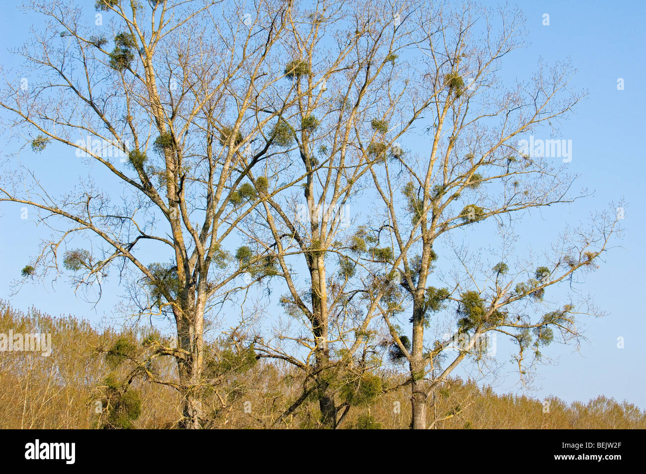 Vischio (Viscum album), semi-arbusti parassita che cresce su alberi in primavera Foto Stock