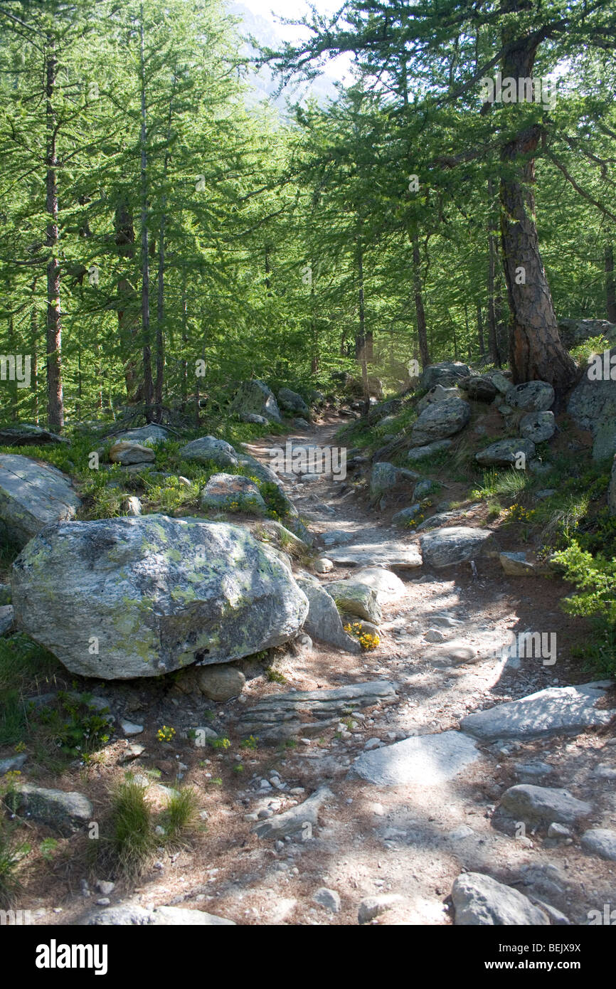 Forest glade percorso roccioso alpino pino alberi Foto Stock