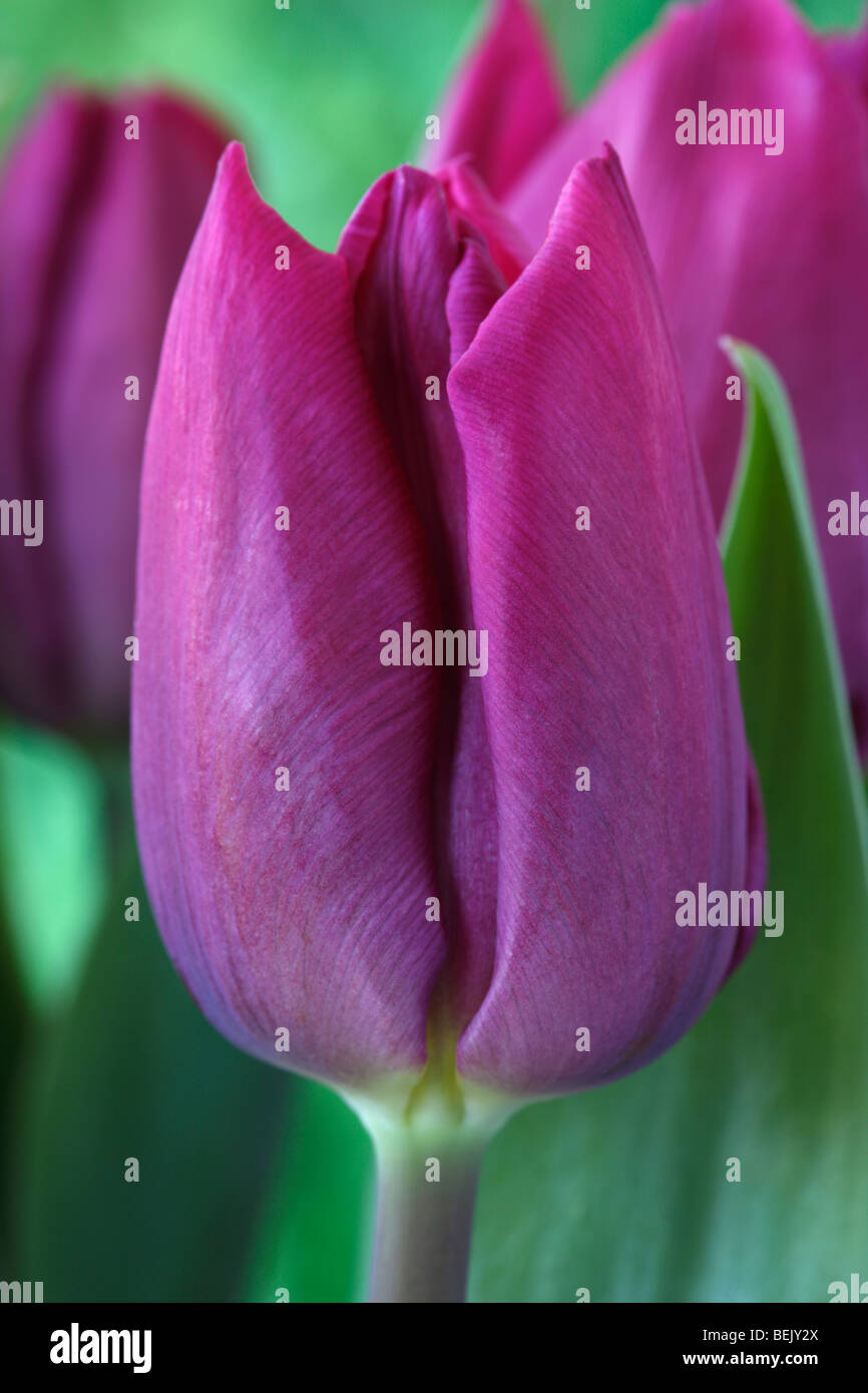 Tulipa 'Viola Prince' (Tulip) Darwinhybrid gruppo Foto Stock