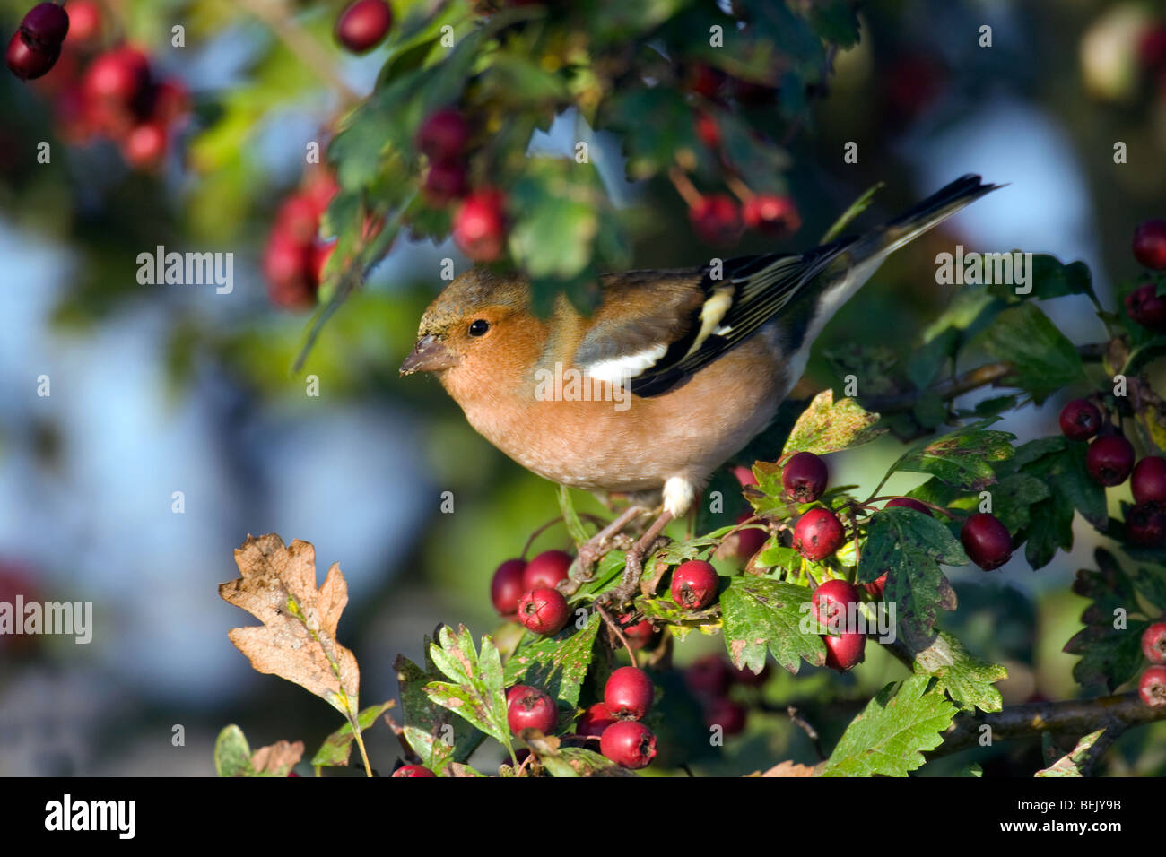 (Fringuello Fringilla coelebs) rovistando tra le bacche di biancospino (Crataegus monogyna), Belgio Foto Stock