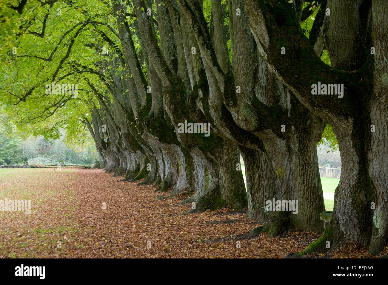 Fila di piccoli lasciava tigli (Tilia cordata) nel giardino della Abbazia Cistercense di Noirlac, Francia Foto Stock