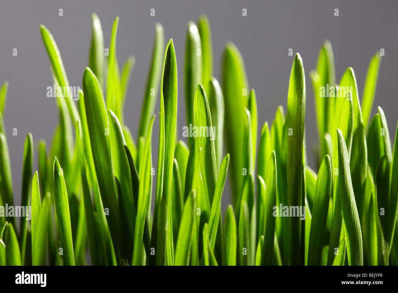 Chiudere di nuovo la crescita dei germogli di erba Foto Stock