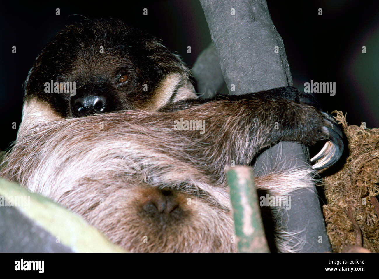 Two-Toed bradipo (Choloepus didactylus) Foto Stock