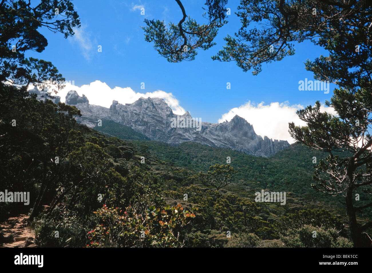 Gunung Kinabalu sub-prato alpino zona. 3.300 metri (11.000 piedi), gli alberi sono nodose e recedono Foto Stock
