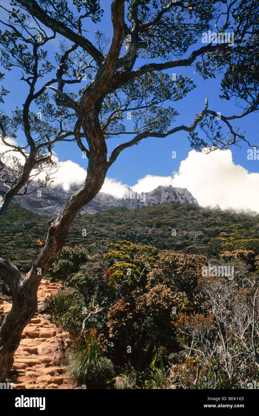 Gunung Kinabalu sub-prato alpino zona. 3.300 metri (11.000 piedi), gli alberi sono nodose e recedono Foto Stock