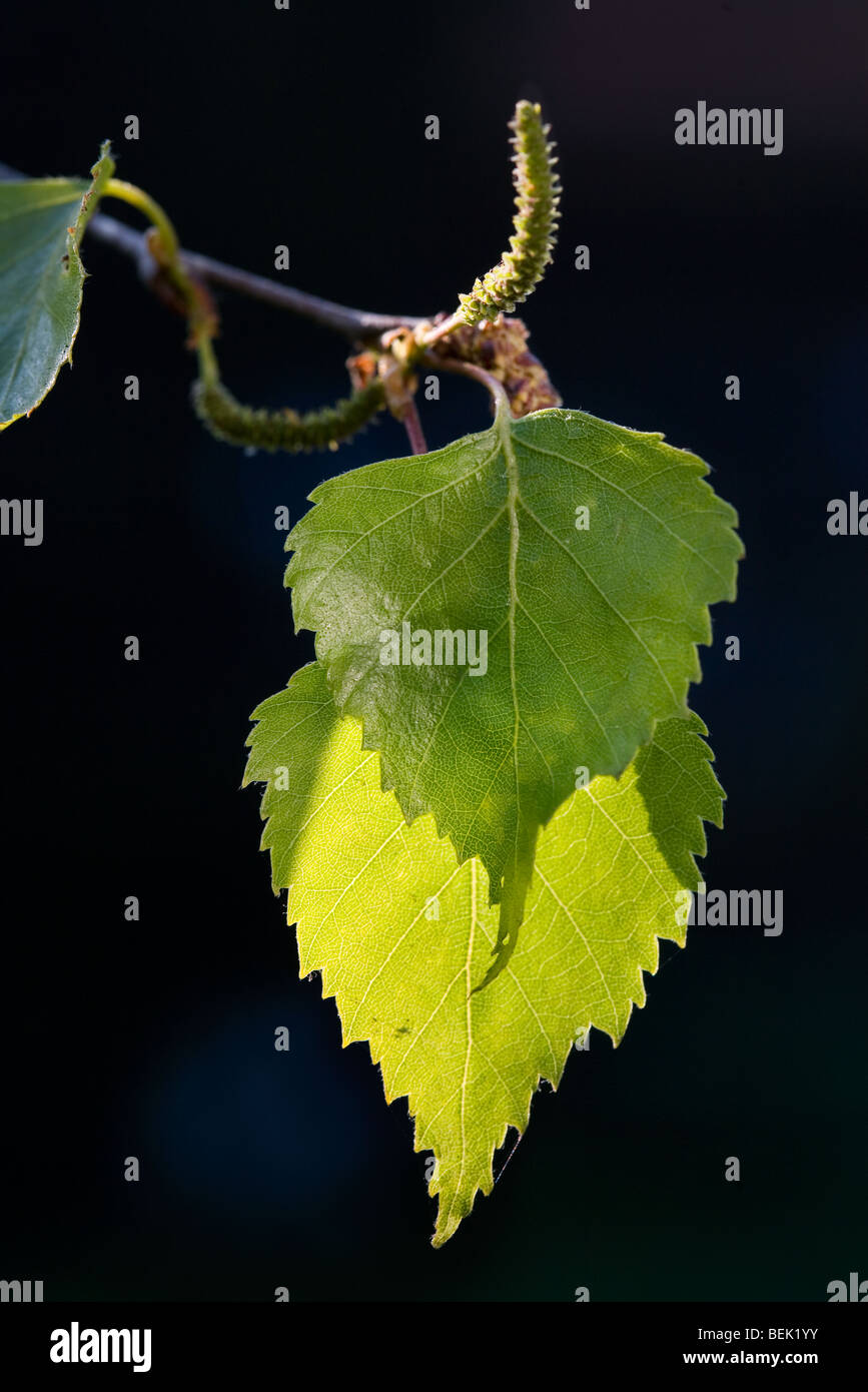 Argento Betulla foglie (Betula pendula) in primavera Foto Stock