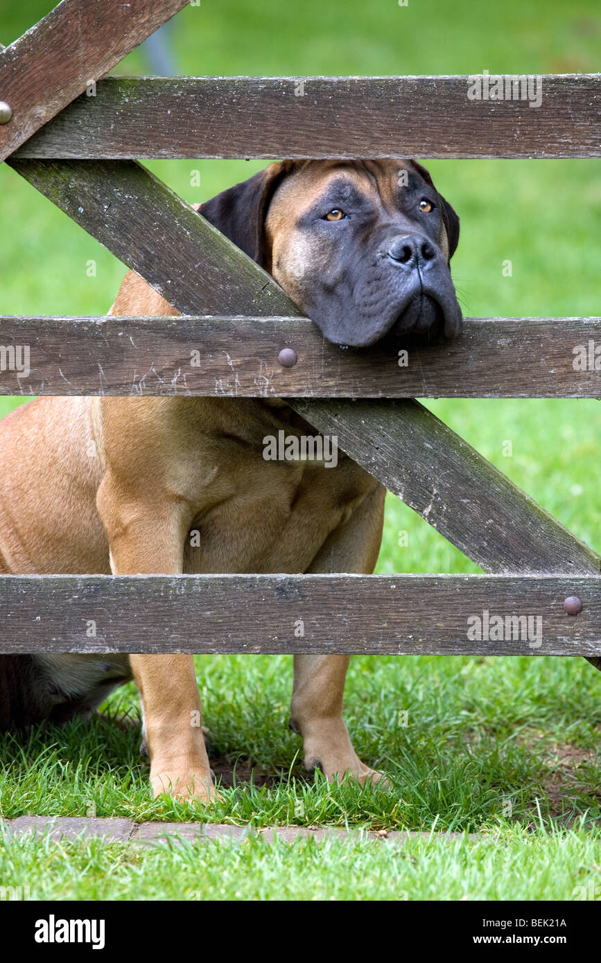 Curioso Boerboel cane guardia, mastiff cane di razza dal Sud Africa alla ricerca attraverso lo spazio nella recinzione di legno Foto Stock