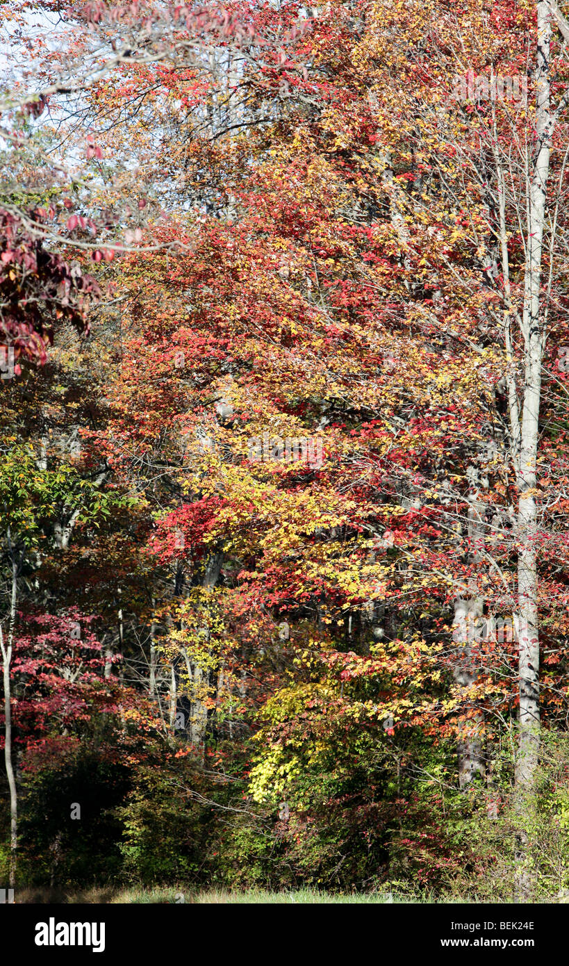 Il fogliame di autunno in New Jersey. Le foglie degli alberi di girare. Rosso verde giallo arancione. Molto colorato colorato shot. Foto Stock
