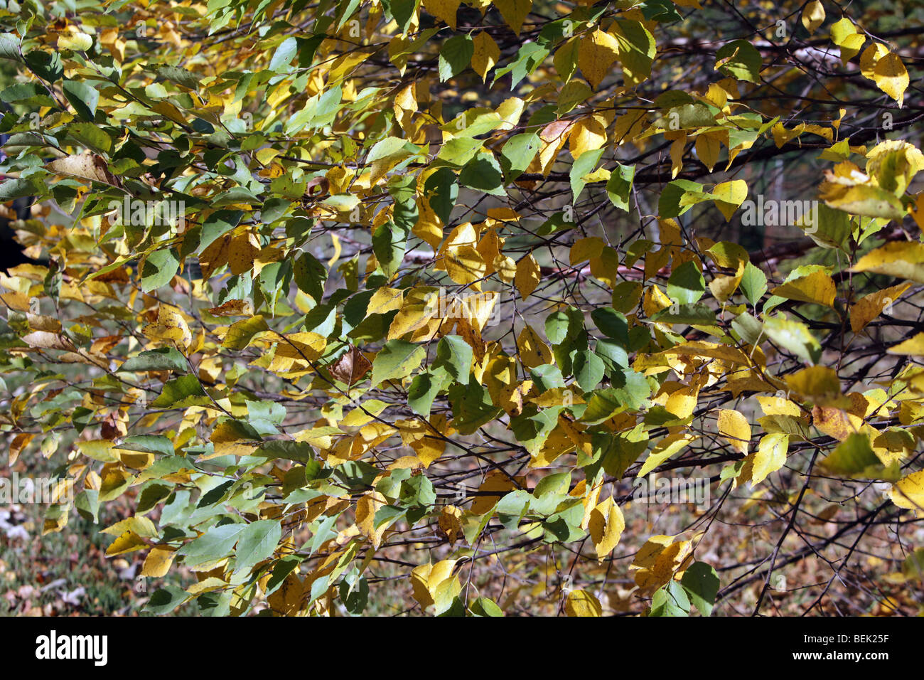Il fogliame di autunno in New Jersey. Le foglie degli alberi di girare. Rosso verde giallo arancione. Molto colorato colorato shot. Foto Stock