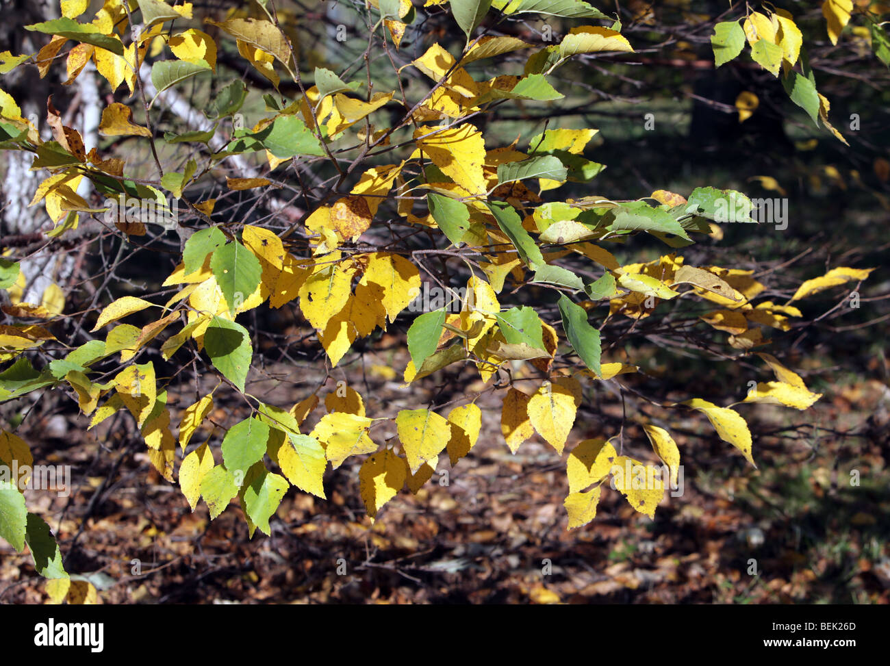 Il fogliame di autunno in New Jersey. Le foglie degli alberi di girare. Rosso verde giallo arancione. Molto colorato colorato shot. Foto Stock