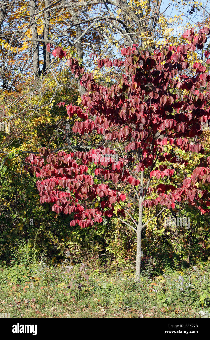Il fogliame di autunno in New Jersey. Le foglie degli alberi di girare. Rosso verde giallo arancione. Molto colorato colorato shot. Foto Stock