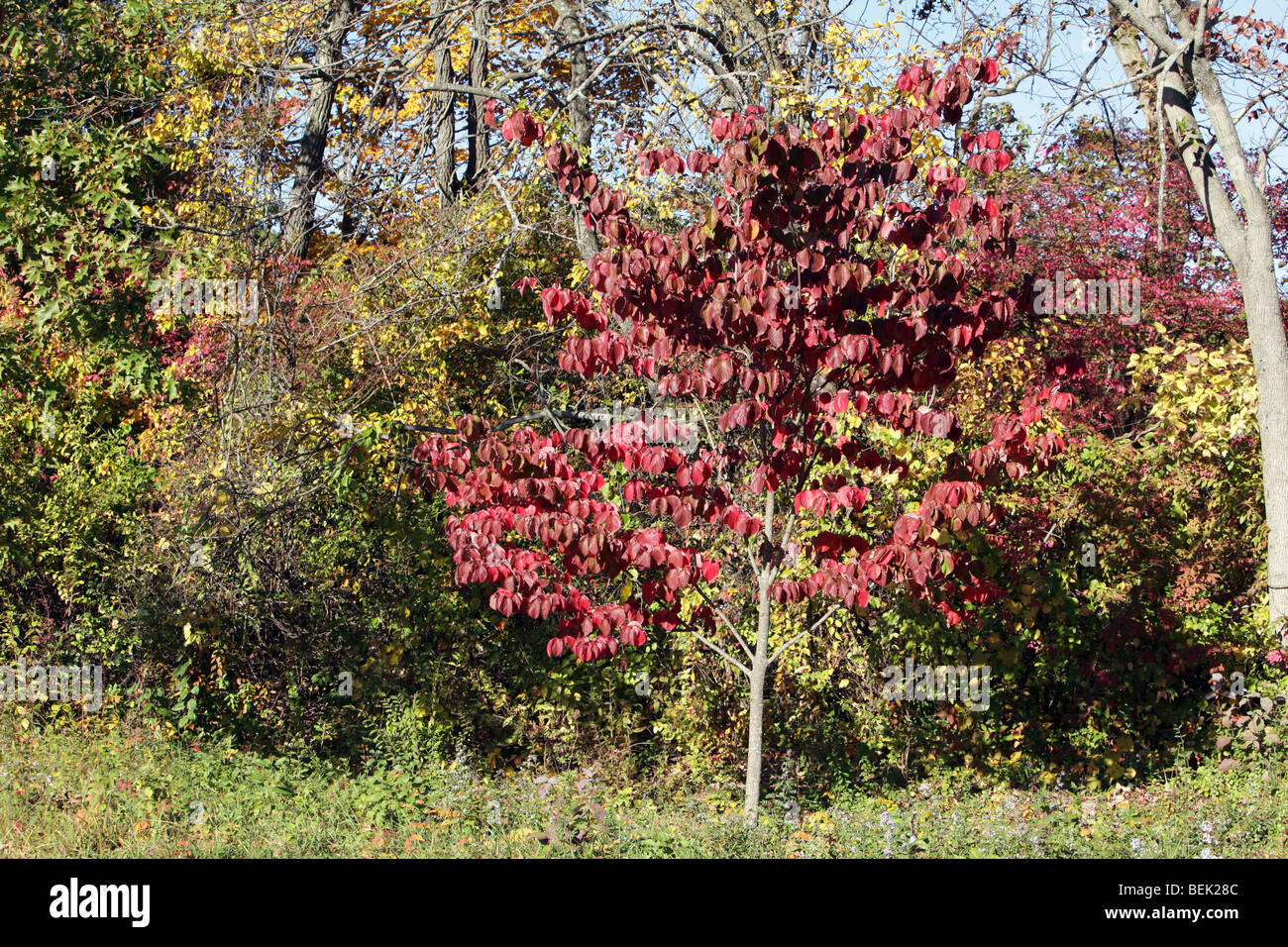 Il fogliame di autunno in New Jersey. Le foglie degli alberi di girare. Rosso verde giallo arancione. Molto colorato colorato shot. Foto Stock