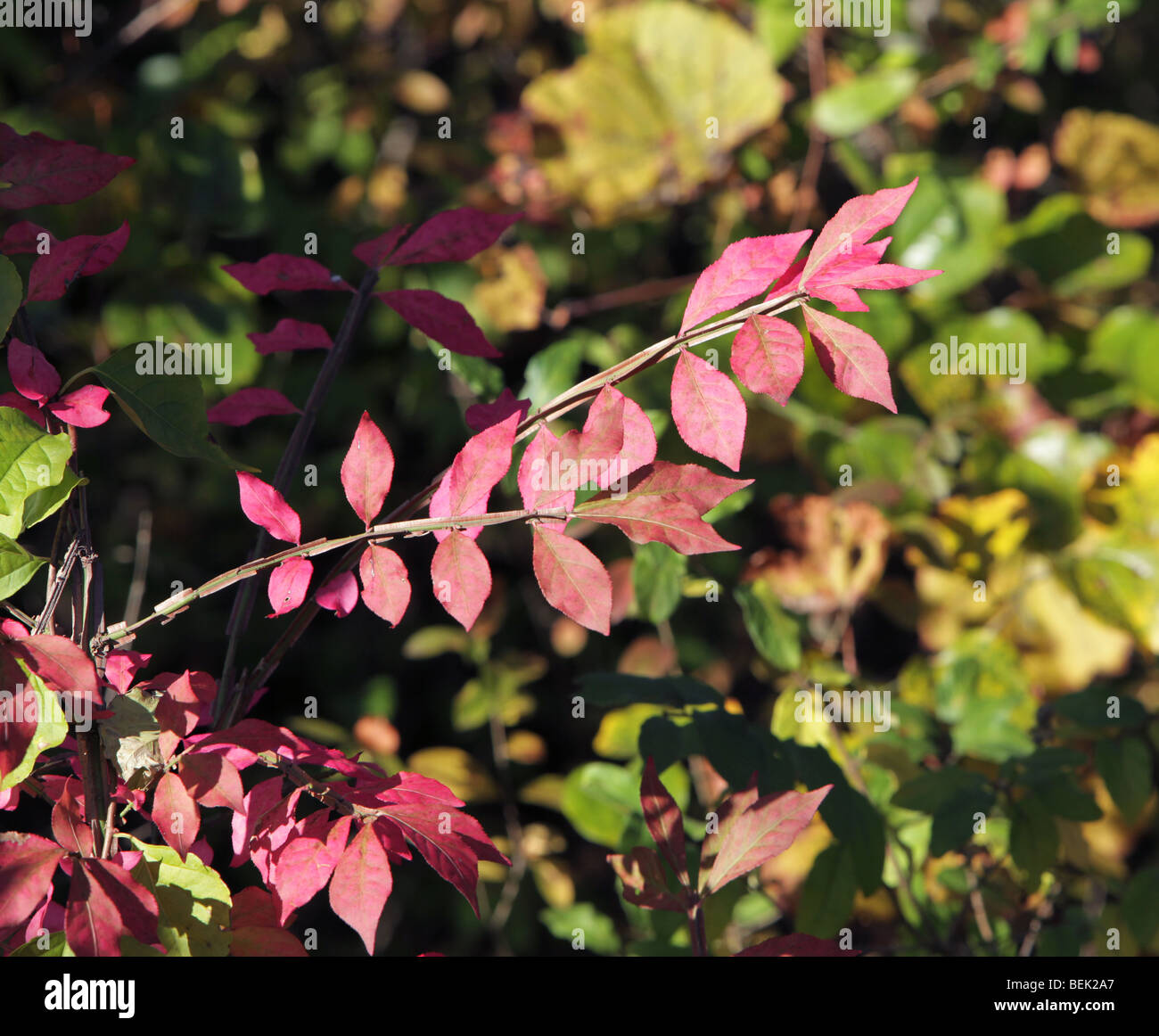 Il fogliame di autunno in New Jersey. Le foglie degli alberi di girare. Rosso verde giallo arancione. Molto colorato colorato shot. Foto Stock