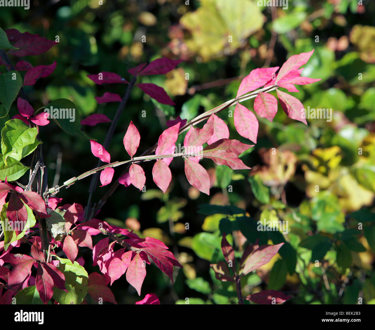 Il fogliame di autunno in New Jersey. Le foglie degli alberi di girare. Rosso verde giallo arancione. Molto colorato colorato shot. Foto Stock