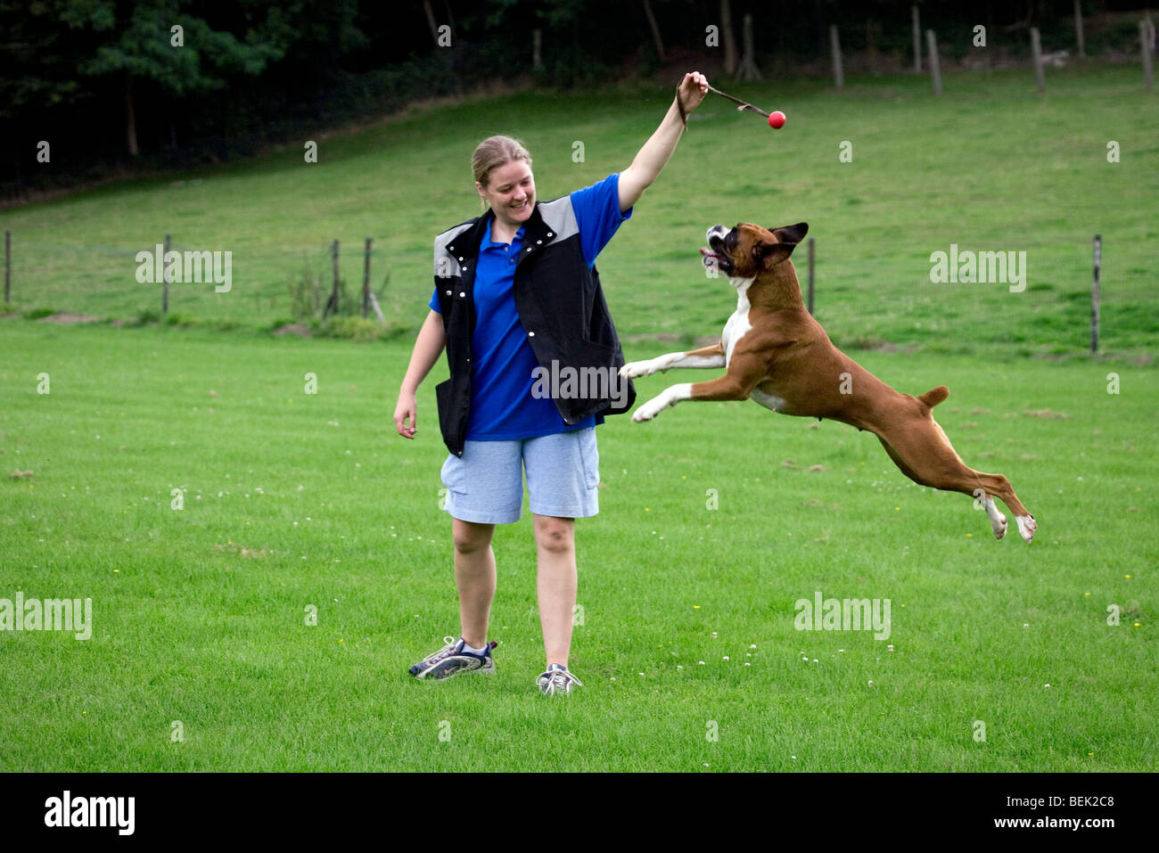 Cane Boxer (Canis lupus familiaris) giocando con sfera insieme con il suo padrone nel campo Foto Stock