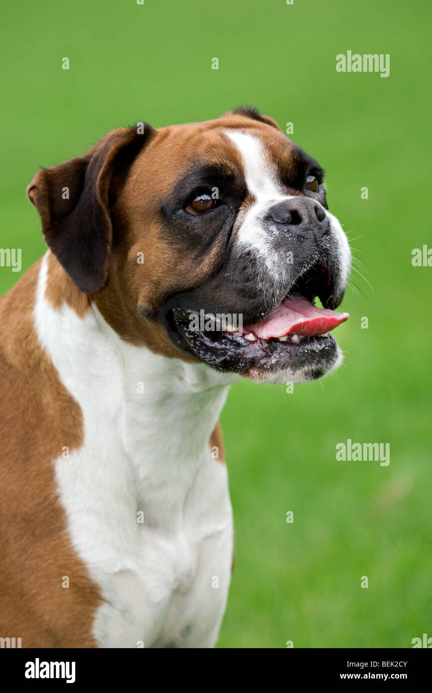 Boxer (Canis lupus familiaris) il cane vicino fino in giardino Foto Stock