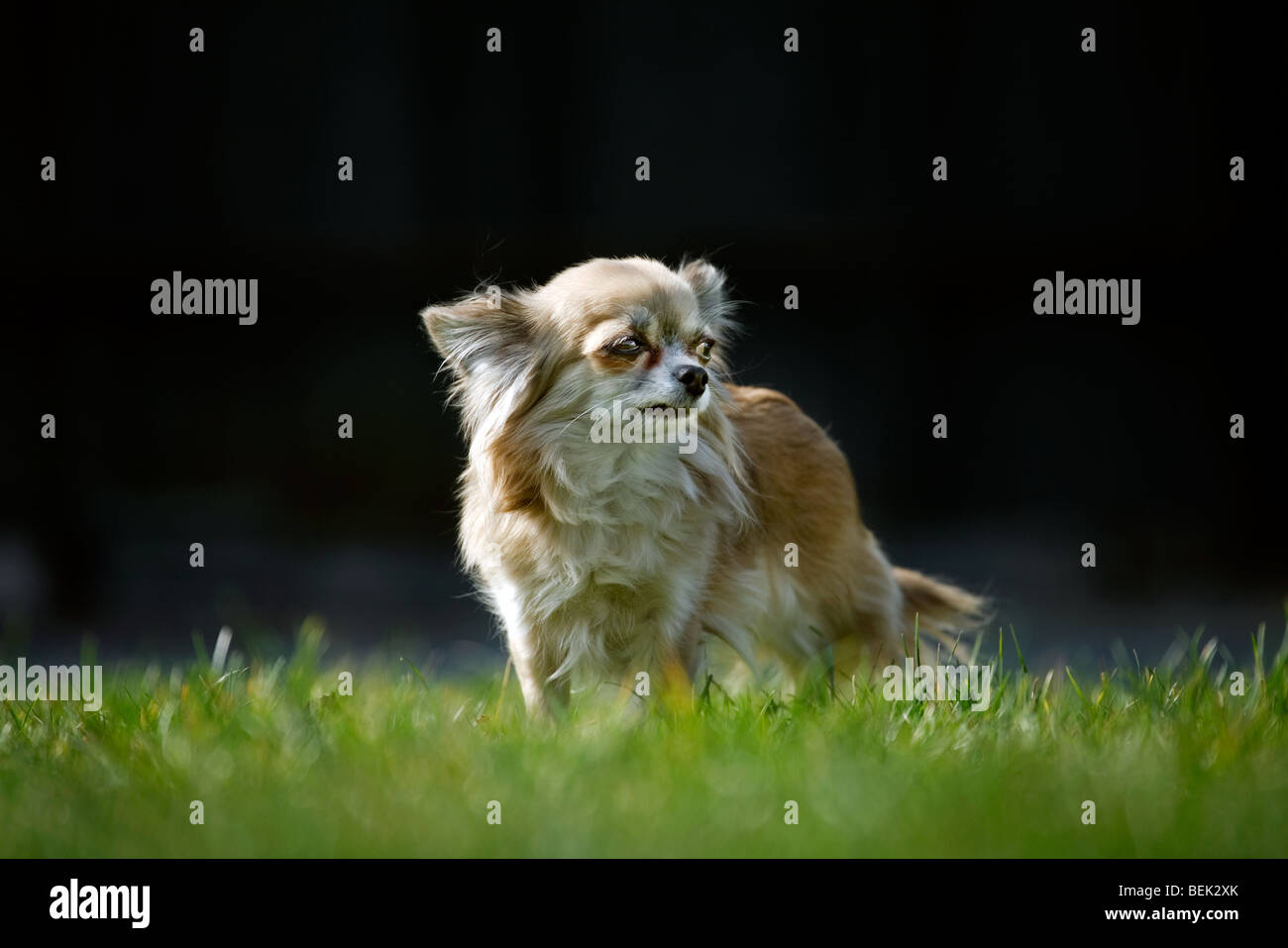 Chihuahua cane sul prato in giardino Foto Stock