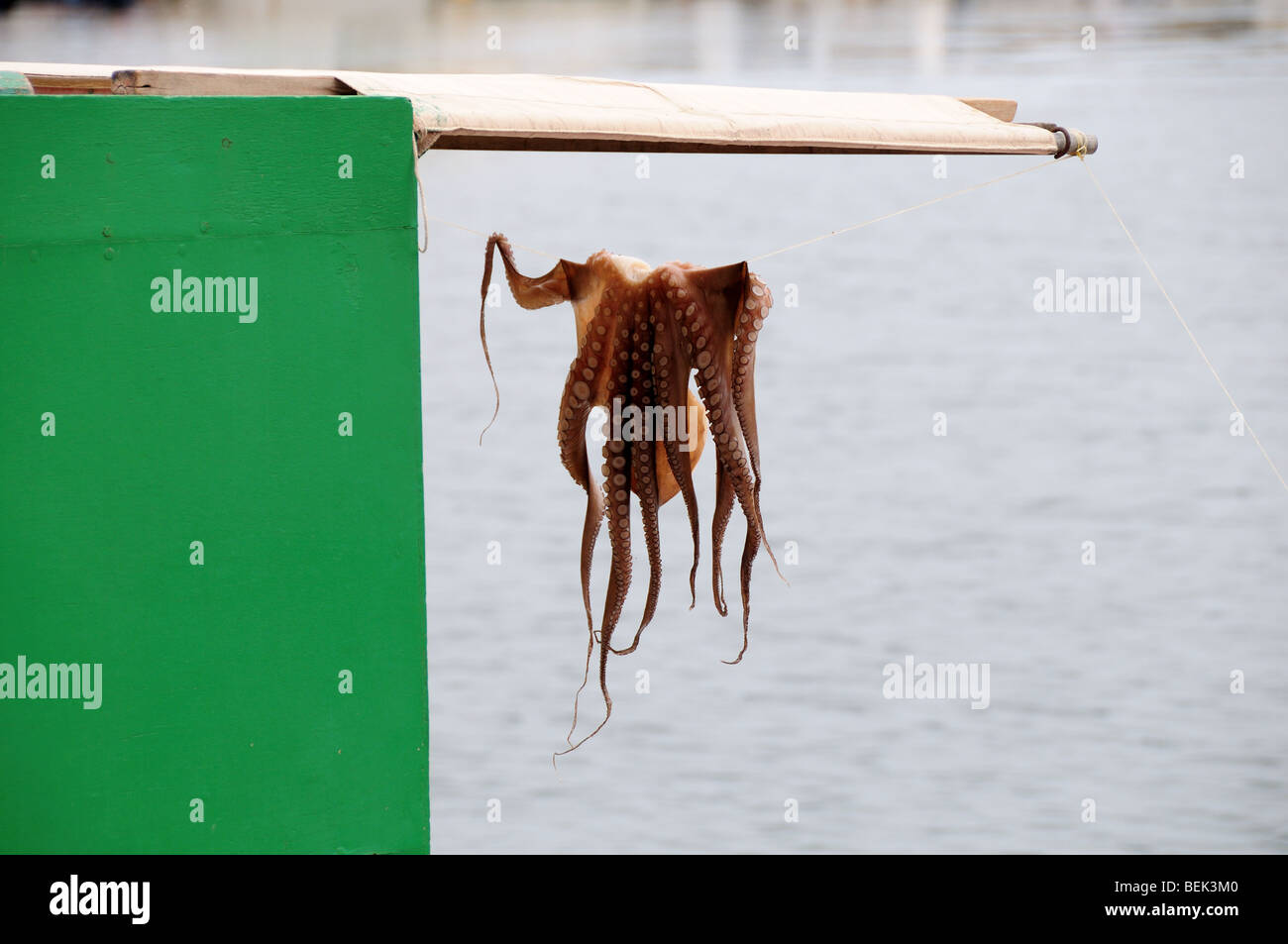 Il polpo su una piccola barca da pesca Porto Karistos Eubea Greecedrying Foto Stock