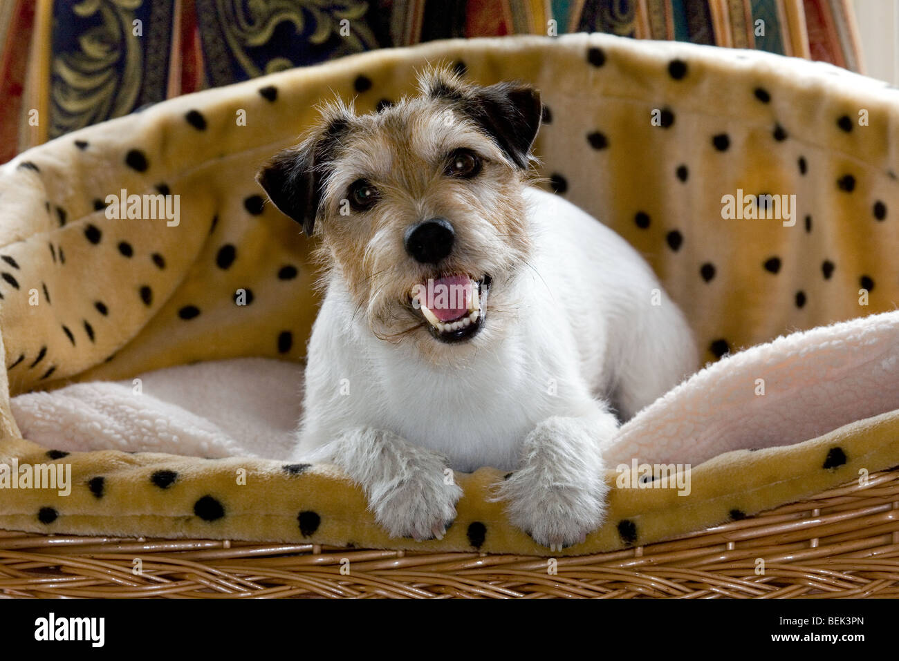 Jack Russell Terrier cane in appoggio in pet cuccia Foto stock - Alamy