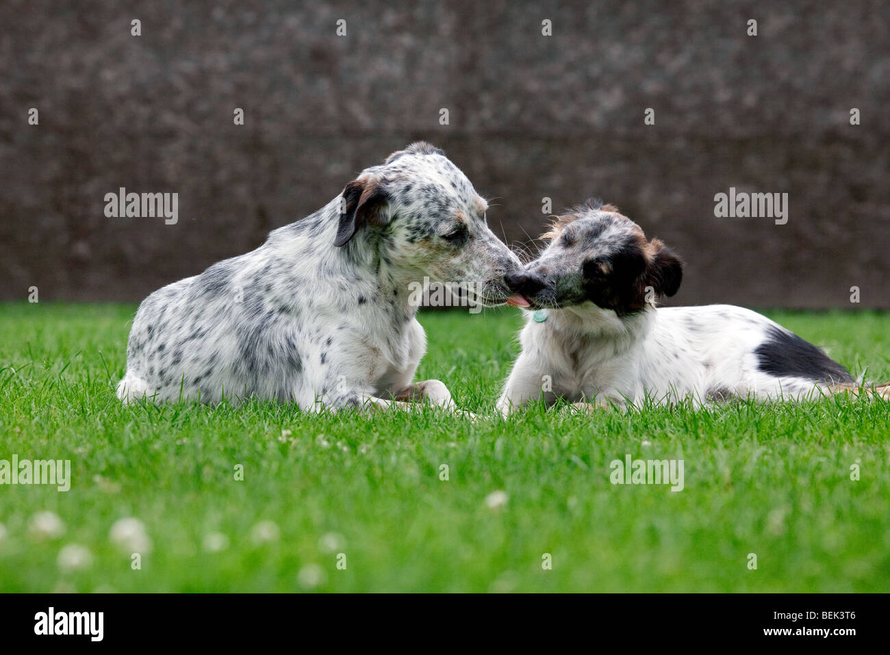 Due cani Mongrel giacente sul prato in giardino e leccare ogni altri museruola Foto Stock