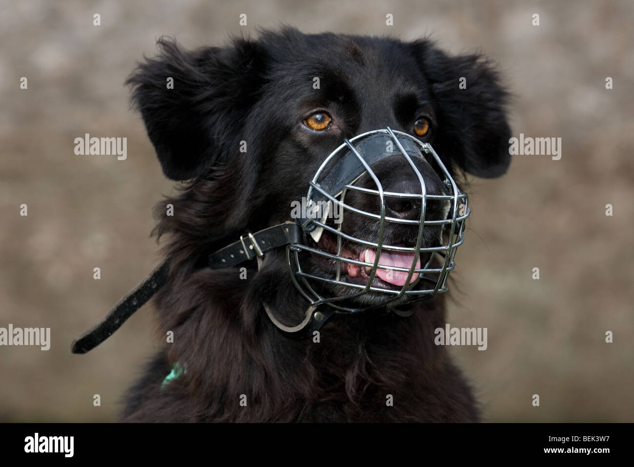 Close up di cagnaccio nero cane indossando la museruola per evitare di mordere Foto Stock
