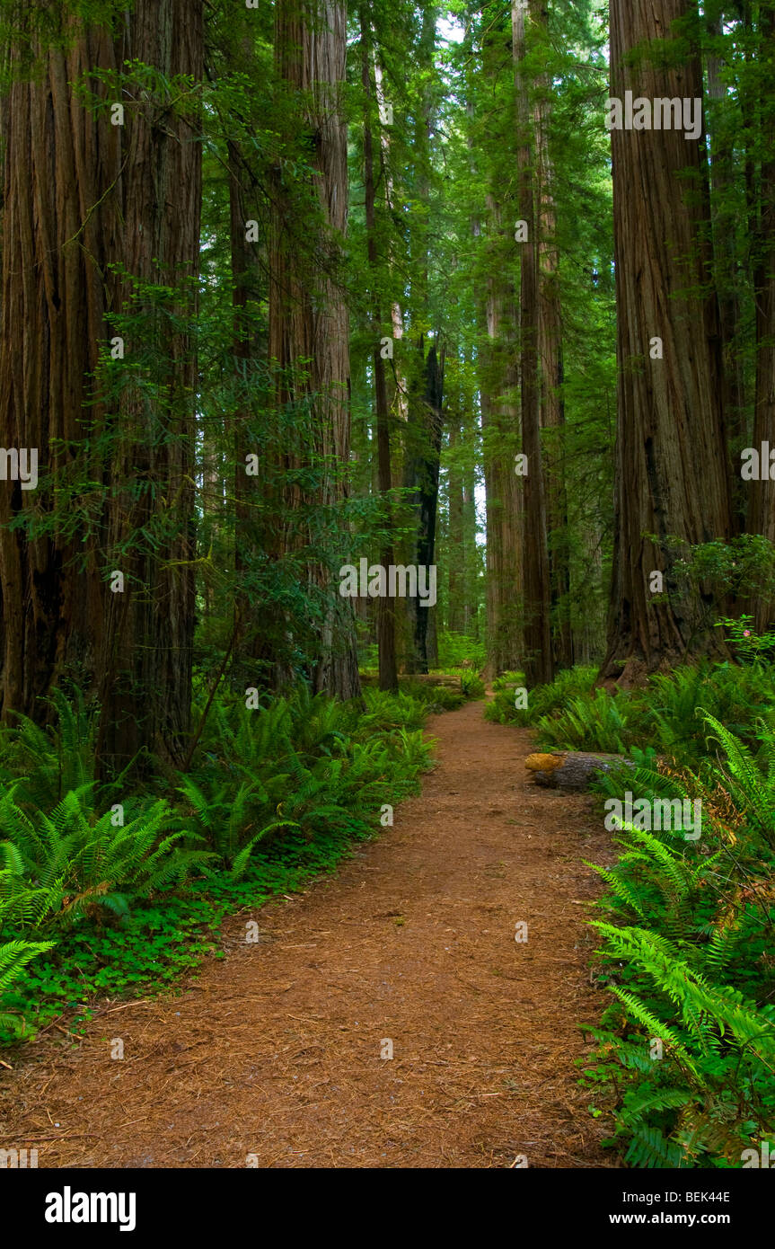 Sentiero attraverso la foresta a Stout Grove, Jedediah Smith Redwoods State Park, California Foto Stock