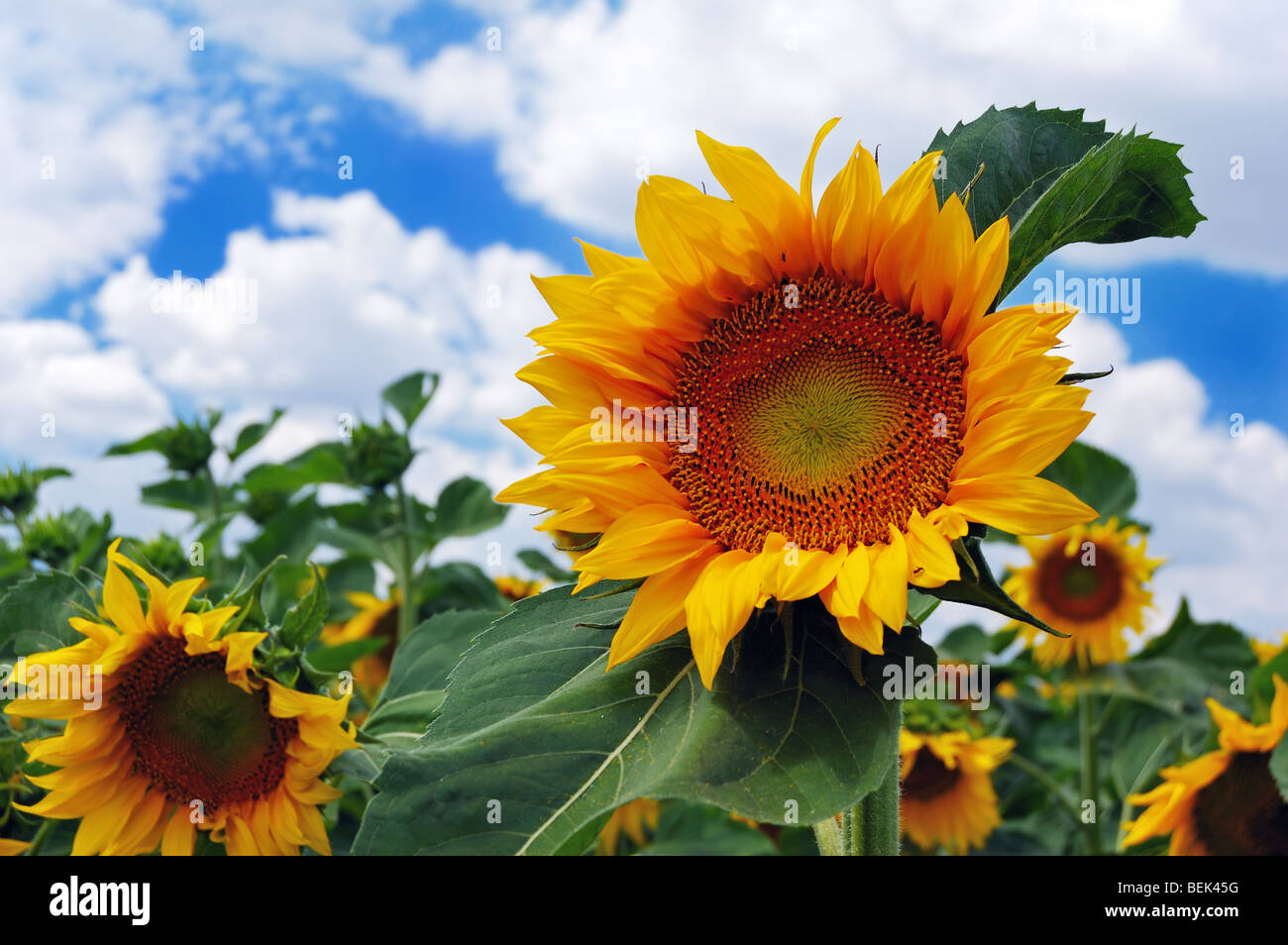 Girasoli su uno sfondo di nuvoloso cielo blu Foto Stock