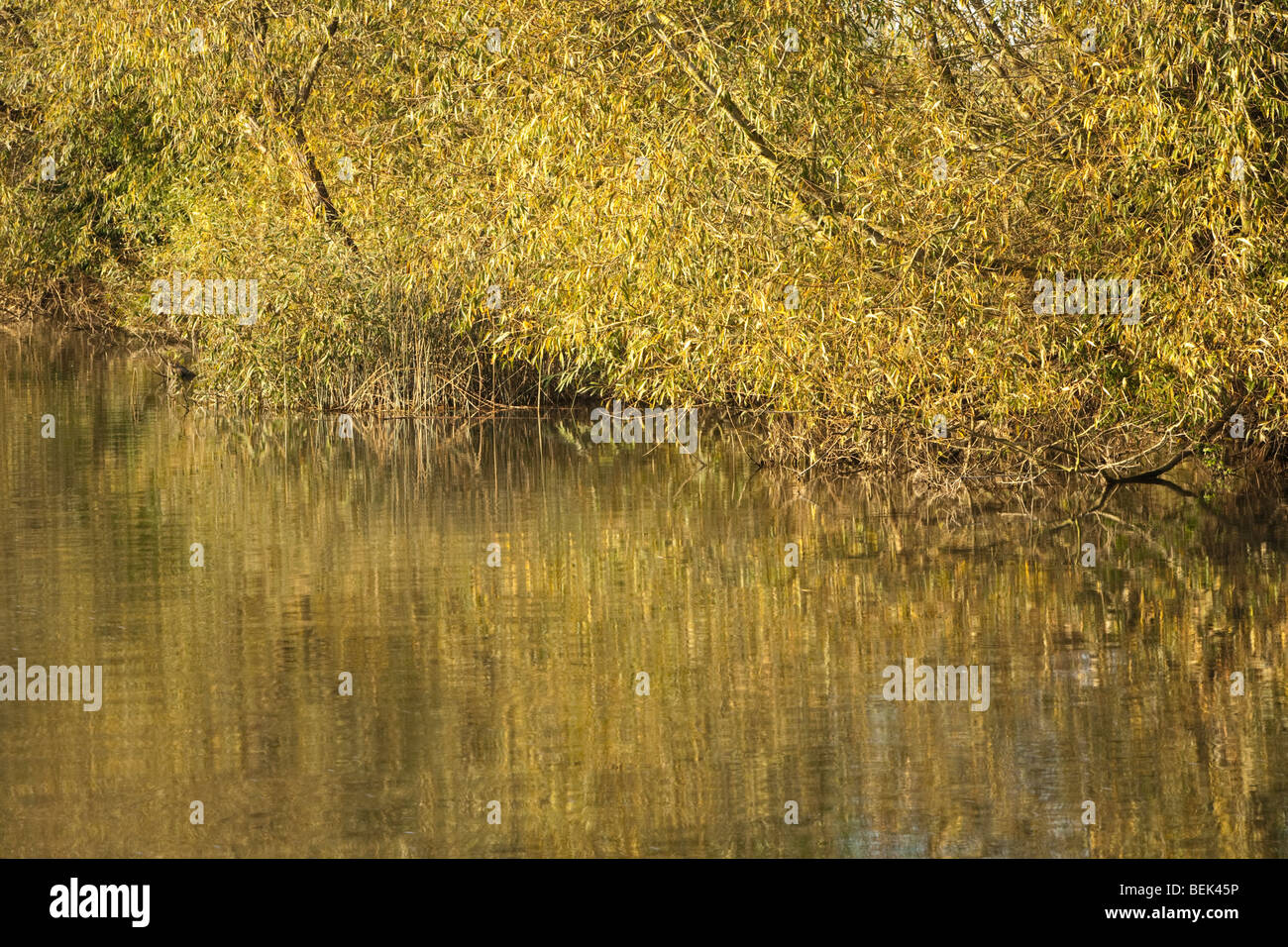 Autunno colori riflessi nel fiume Tamigi vicino a Newbridge in Oxfordshire, Regno Unito Foto Stock