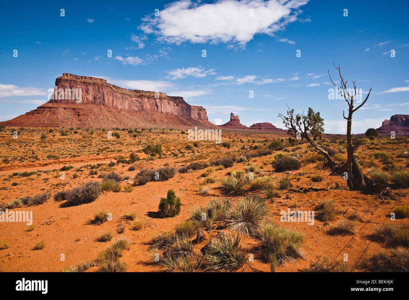 Il paesaggio del deserto con un albero e un butte in Monument Valley, fuori Kayenta, Arizona, Stati Uniti d'America Southwestern. Foto Stock