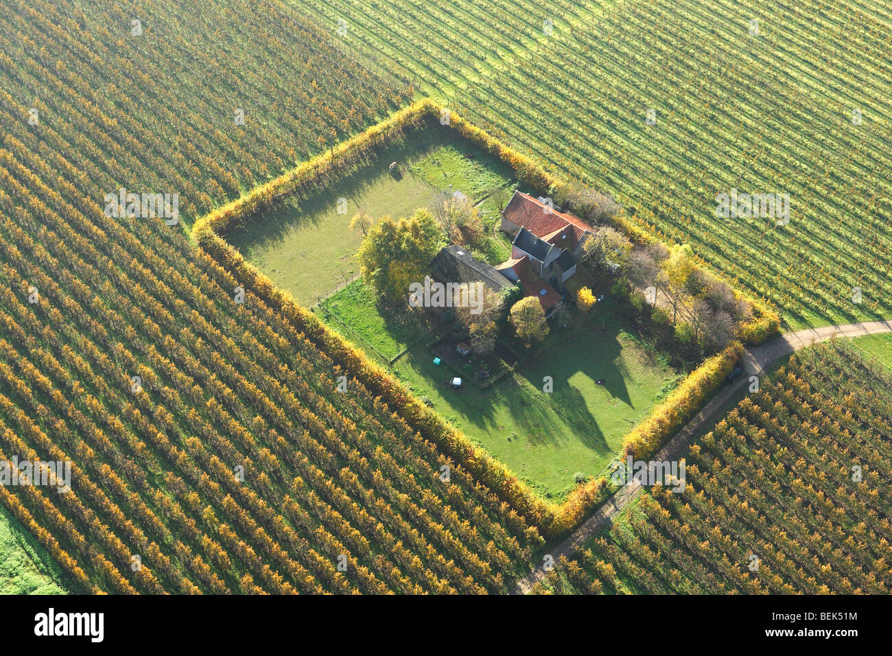 Fattoria in zona agricola con i campi, praterie e siepi dall'aria, Belgio Foto Stock