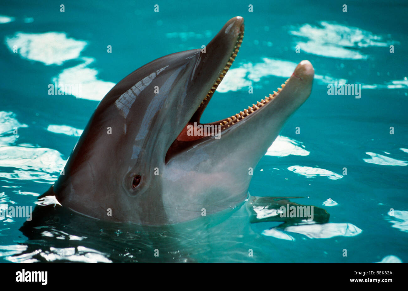 Il tursiope o delfino maggiore (Tursiops truncatus) in delfinario di Bruges, Belgio Foto Stock