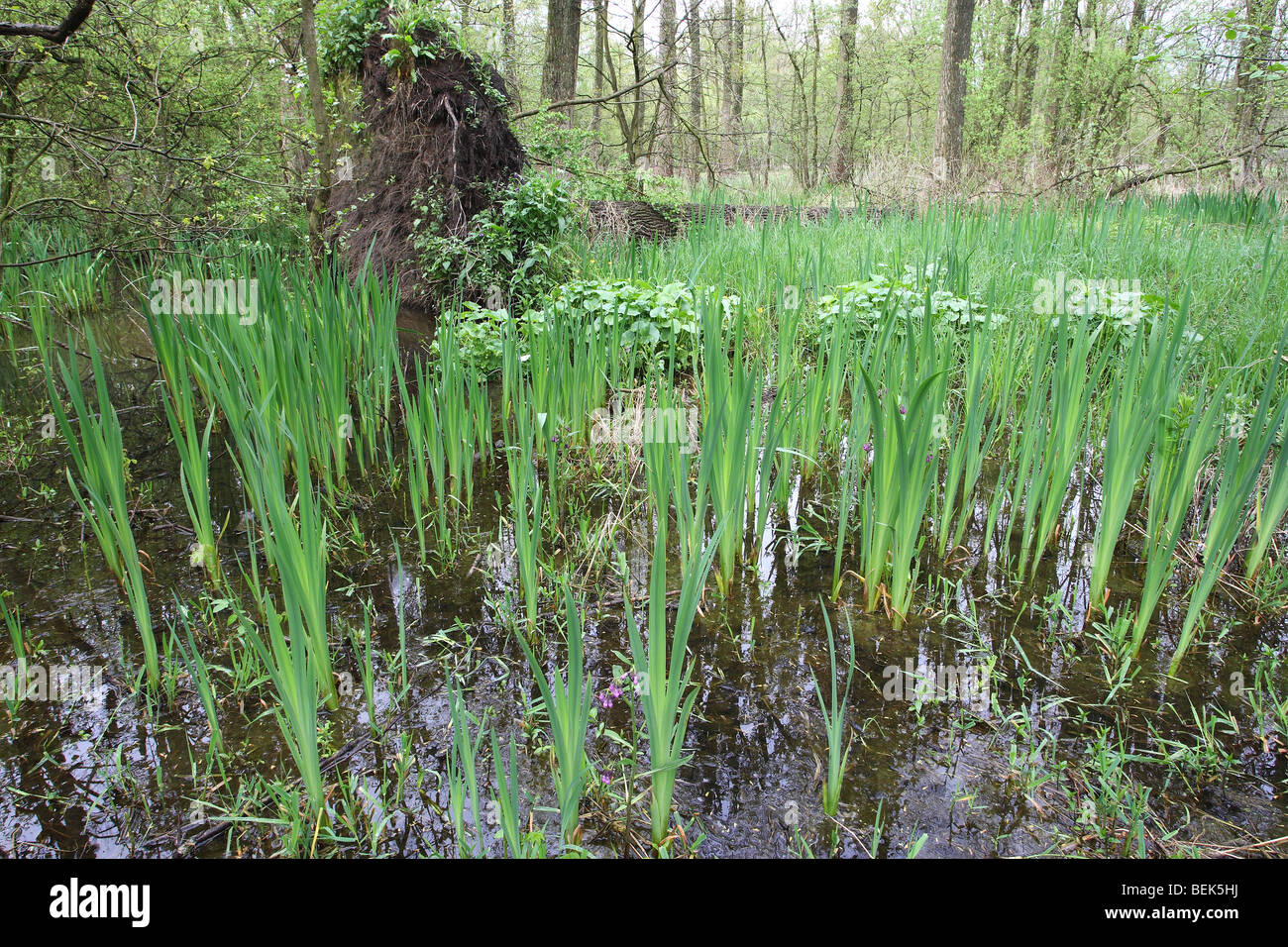 Iris gialla / bandiera gialla iris (Iris pseudacorus) nella foresta di brook, Belgio Foto Stock