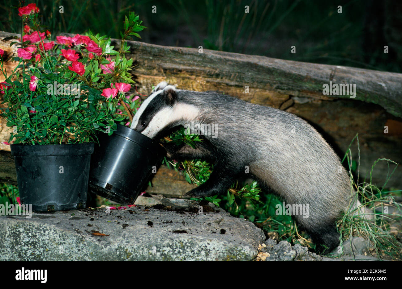 Curioso bold europeo (Badger Meles meles) esplorare il giardino di notte, Somerset, Regno Unito Foto Stock