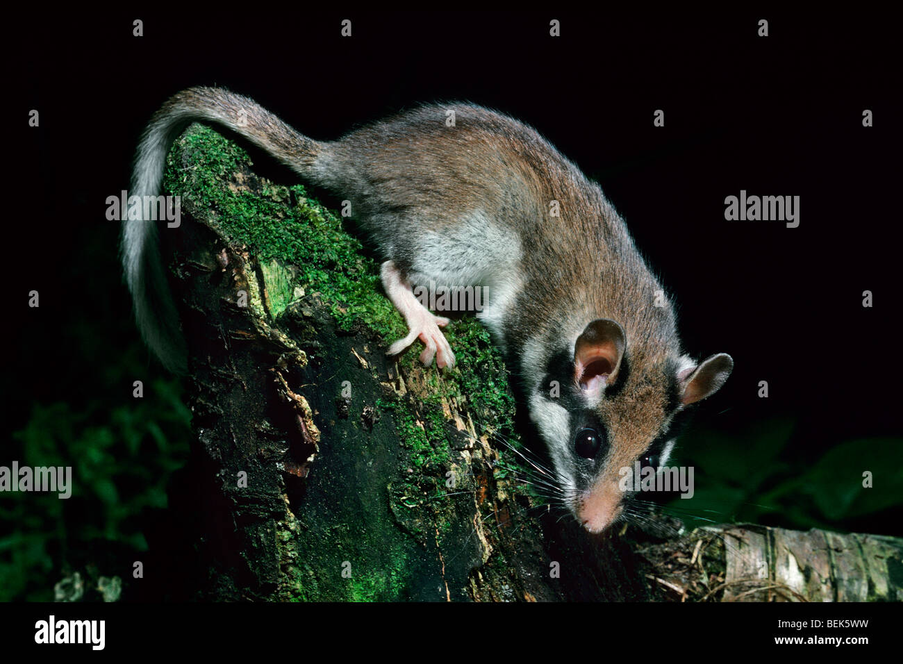 Quercino (Eliomys quercinus) rovistando nella foresta di notte, Europa Foto Stock