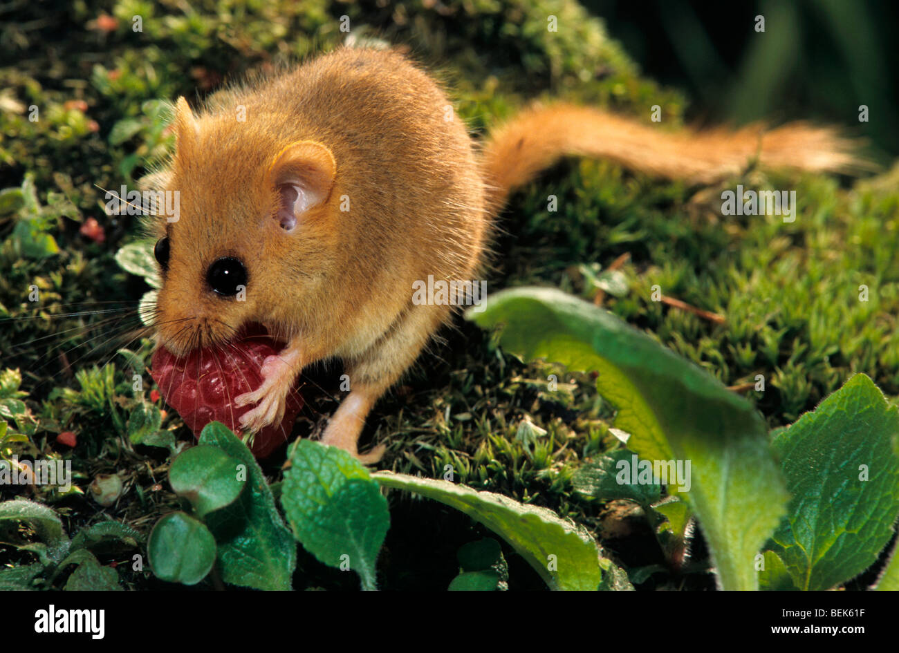 Moscardino / hazel ghiro (Muscardinus avellanarius) mangiare berry nella foresta di notte Foto Stock