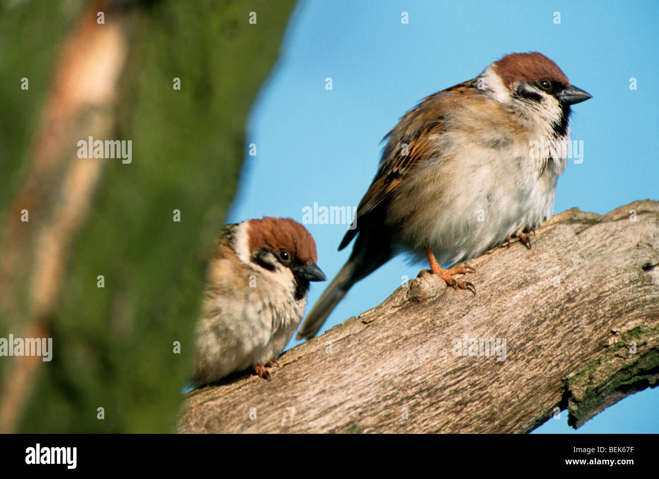 Due alberi eurasiatica passeri (Passer montanus) appollaiato sul ramo nella struttura ad albero Foto Stock