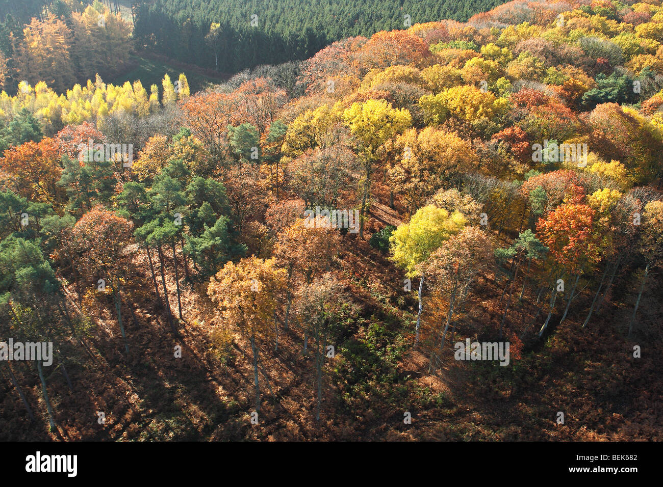 Bosco misto con faggio (Fagus sylvatica) e quercia (Quercus robur) in autunno dall'aria, Belgio Foto Stock